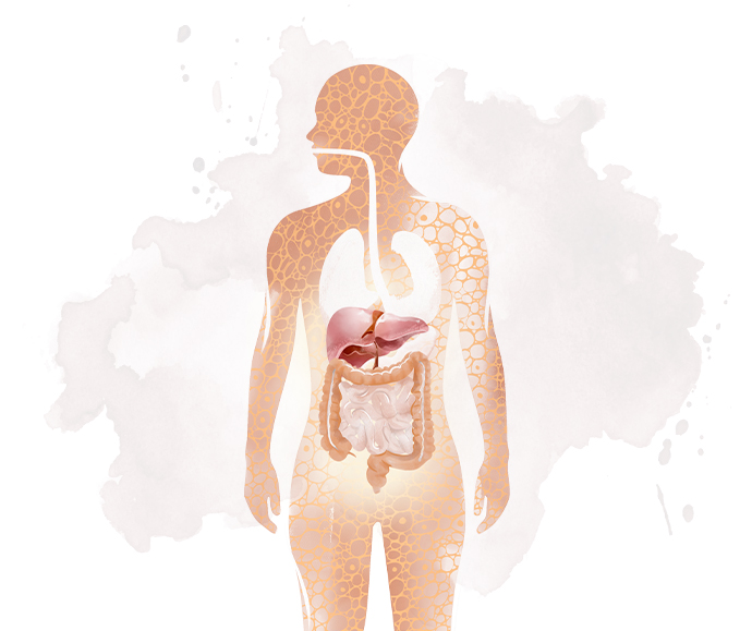 tiles-big_03-2024_lr-hm_leber-versorgung (1)